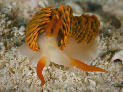 Moridilla brockii.  Ningaloo Reef, Western Austraia.  Can... by Ross Gudgeon 